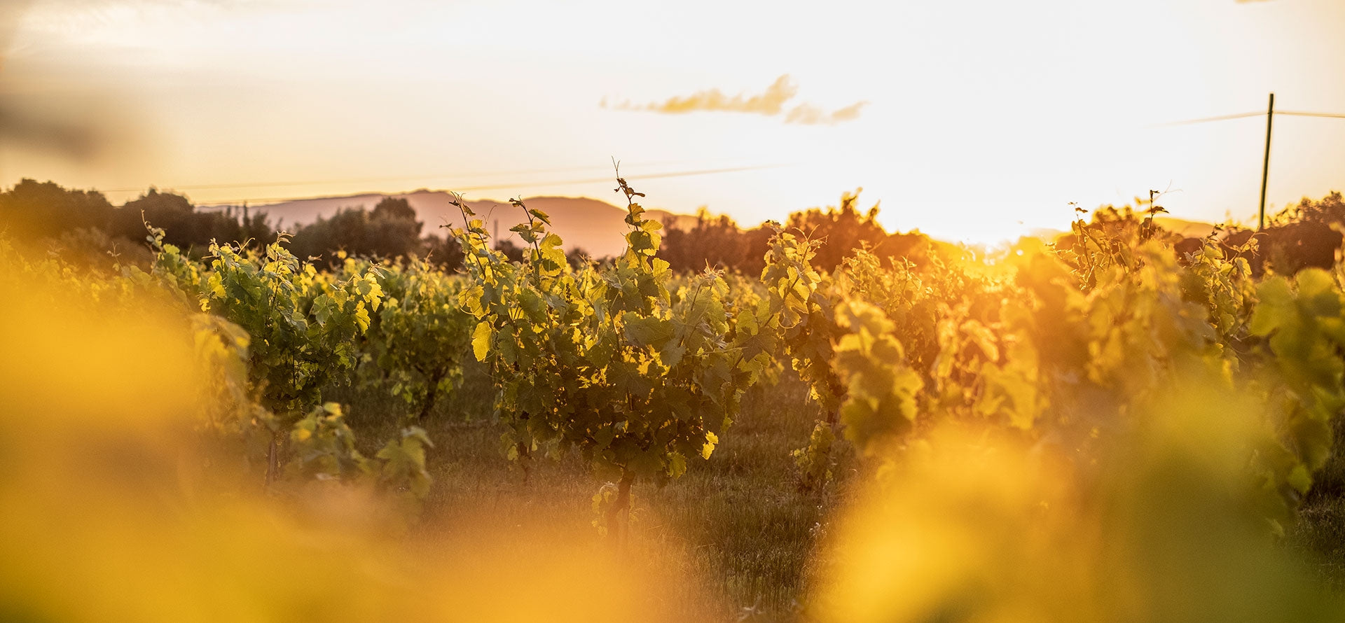 Cosmética natural y eficaz |  El origen